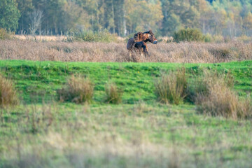 Two fighting wild brown Exmoor ponies, against a forest and reed background, nature reserve in Fochteloo, autumn colors in winter. The Netherlands. Selective focus, lonely, one animal.