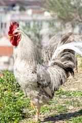 Poultry farm, gray rooster in the farm, livestock concept