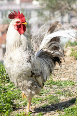 Poultry farm, gray rooster in the farm, livestock concept