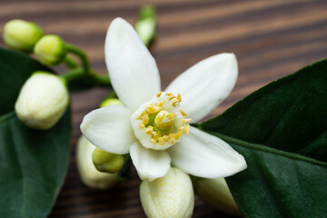 Citrus tree blossom on wooden background