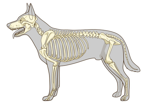Dog skeleton veterinary PNG illustration with transparent background