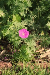 pink rose in the garden