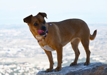 A dog licking its nose. Closeup of young  puppy of Jug mix breed, in a collar made of bright beads, on the mountain walk near Athens, Greece, with  blurred city far below as a background. Pets life.