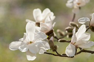Blüten einer weißen Magnolie in Nahaufnahme