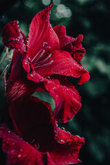 Graceful petals of a stately flower