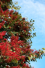 なんてんの赤い木の実