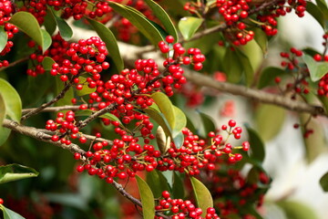 なんてんの赤い木の実