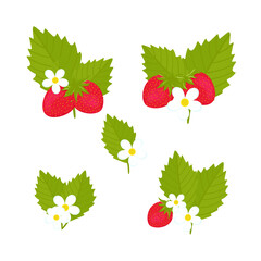 Strawberry. Berries, flowers, leaves. Vector set