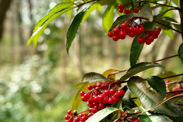 なんてんの赤い木の実