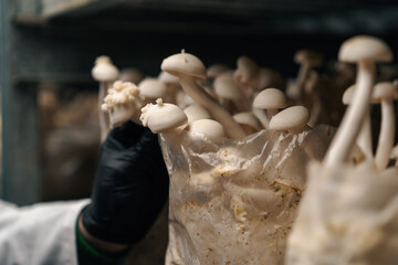 Close-up of a hand in a black glove of a mycologist from a mushroom farm touching shimeji mushrooms grown in plastic bags © Guys Who Shoot