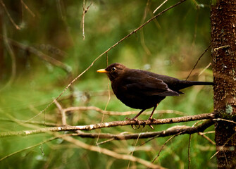 blackbird on a branch