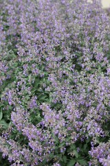 Obraz premium flowers in the garden