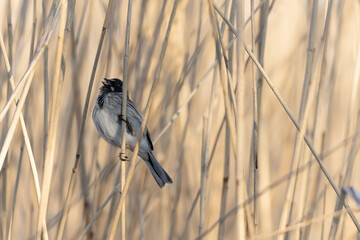 Reed bunting Emeberiza schoeniclus perching on reed