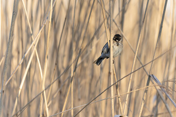 Reed bunting Emeberiza schoeniclus perching on reed