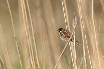 Reed bunting Emeberiza schoeniclus perching on reed