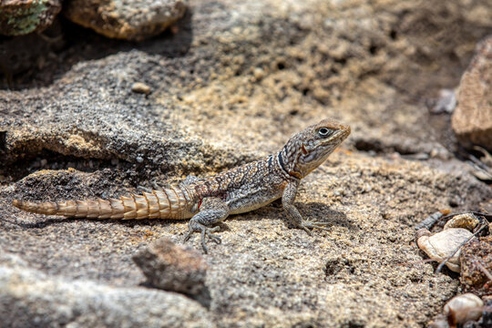 Oplurus cyclurus, also known commonly as the Madagascar swift and Merrem's Madagascar swift, is a species of lizard in the family Opluridae.. Andringitra National Park. Madagascar wildlife animal