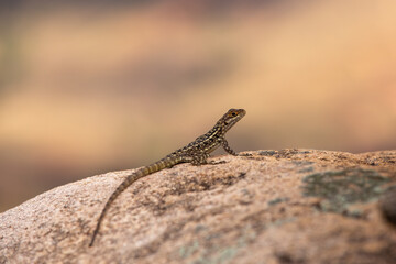 Oplurus quadrimaculatus, the Dumeril's Madagascar Swift or Madagascar spotted spiny-tailed iguana, terrestrial endemic lizard in family Opluridae. Andringitra National Park. Madagascar wildlife animal