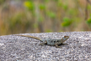 Oplurus quadrimaculatus, the Dumeril's Madagascar Swift or Madagascar spotted spiny-tailed iguana, terrestrial endemic lizard in family Opluridae. Andringitra National Park. Madagascar wildlife animal