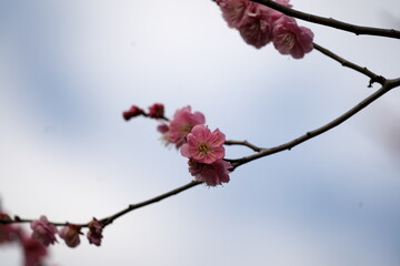 梅の花・春の誘い