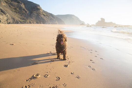 Spanish Water Dog on Castelejo Beach; Algarve; Portugal