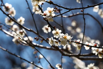 梅の花・春の誘い