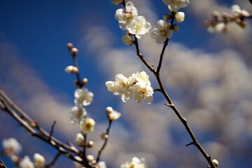 梅の花・春の誘い