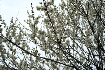 梅の花・春の誘い