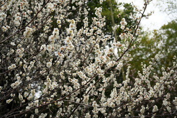梅の花・春の誘い