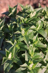 green ivy leaves