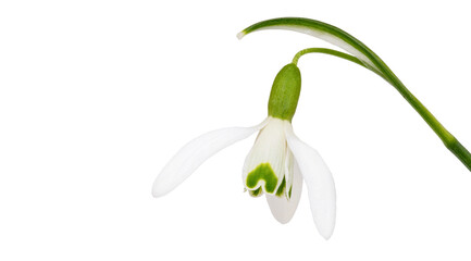 close-up of snowdrops flower isolated on white background