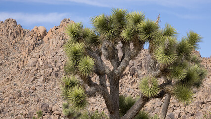 Fototapeta na wymiar Joshua Tree in the Desert