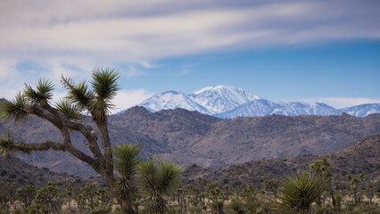 Mountains with snow and Joshua Tree