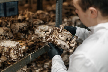 A mycologist from a mushroom farm grows shiitake mushrooms A scientist examines mushrooms holding them in his hands