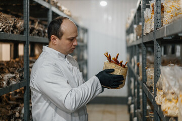 A mycologist from a mushroom farm grows Ganoderma lucidum mushrooms a scientist examines mushrooms holding them in his hands