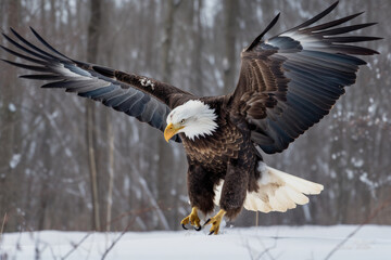 American bald eagle landing in flight generative ai