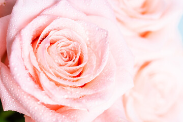 Obraz na płótnie Canvas Pink rose flower macto image.