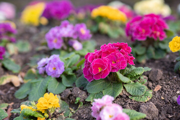 Fototapeta premium Selective focus of colourful Primula vulgaris, Common primrose is a species of flowering plant in the family Primulaceae, Little multi colour flowers in the garden.