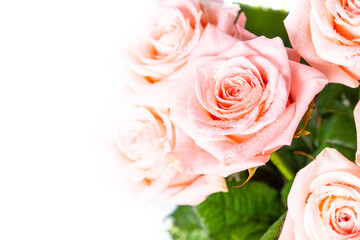 Fototapeta na wymiar Pink rose flower macto image.
