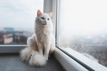 Portrait of fluffy white cat with blue eyes sitting near window.