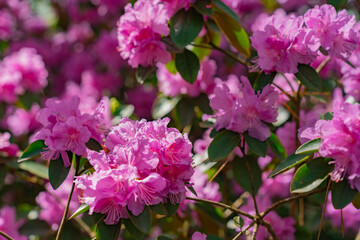 Flowers of Rhododendron 'PJ Mezitt' blooming in may