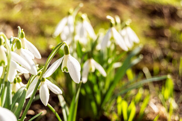 Macro of spring blooming snowdrops on a blurred background. Nature, freshness, love