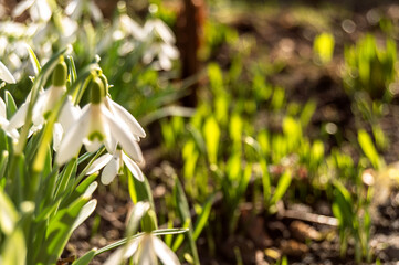 Macro of spring blooming snowdrops on a blurred background. Nature, freshness, love