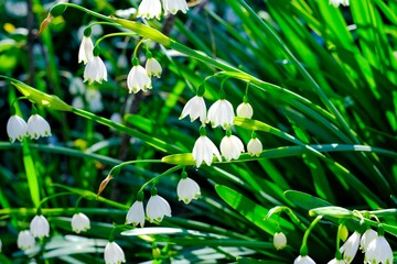 沢山咲いたスズラン
