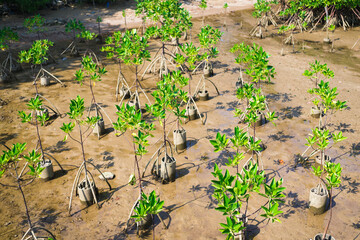 Young trees in the mangrove forest, Mangroves trees in Thailand