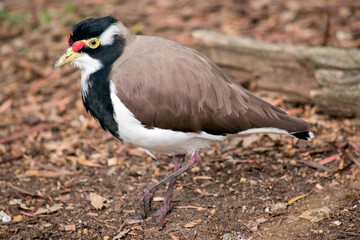 this is a side view of a banded lapwing