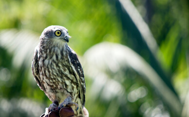 the barking owl is perched on a glove
