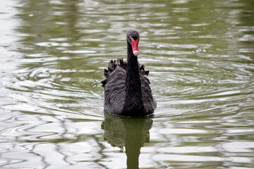 the black swan is swimming in the lake