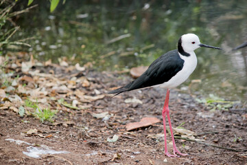 this is a side view of a black winged stilt
