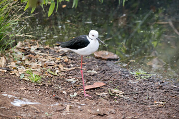 the black winged stilt is standing on one leg