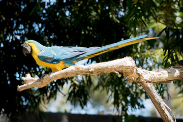 this is a side view of a blue and gold macaw